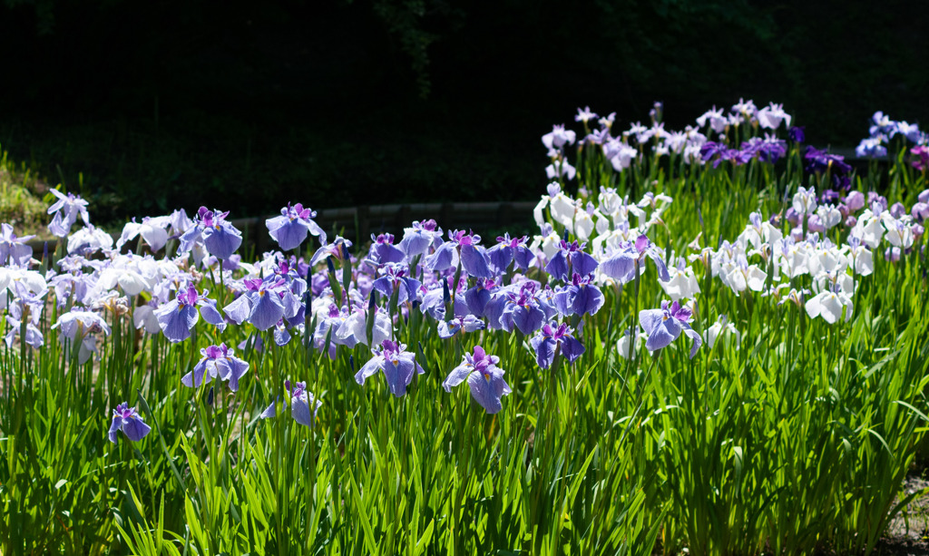 花菖蒲（陽の人たち）