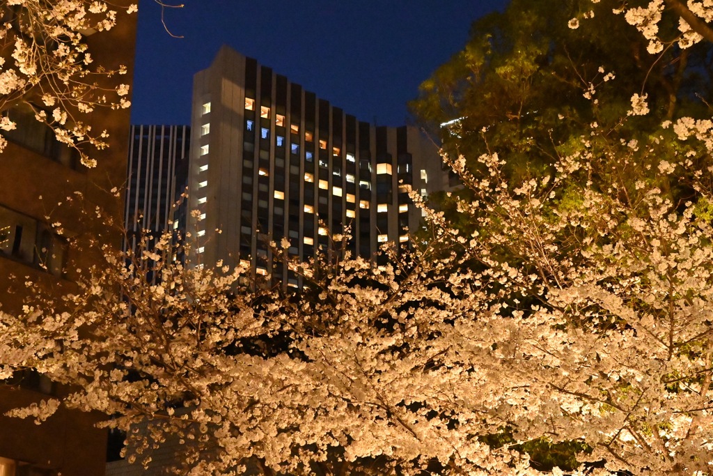 夜桜