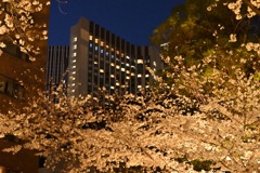 夜桜