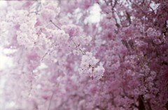枝垂桜