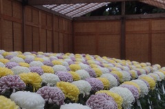 image菊の海