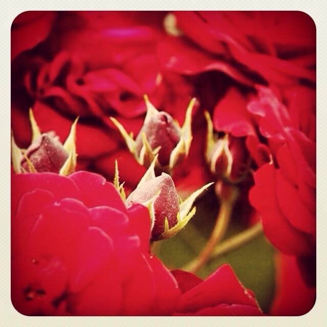 みんな咲いてるよ^_^