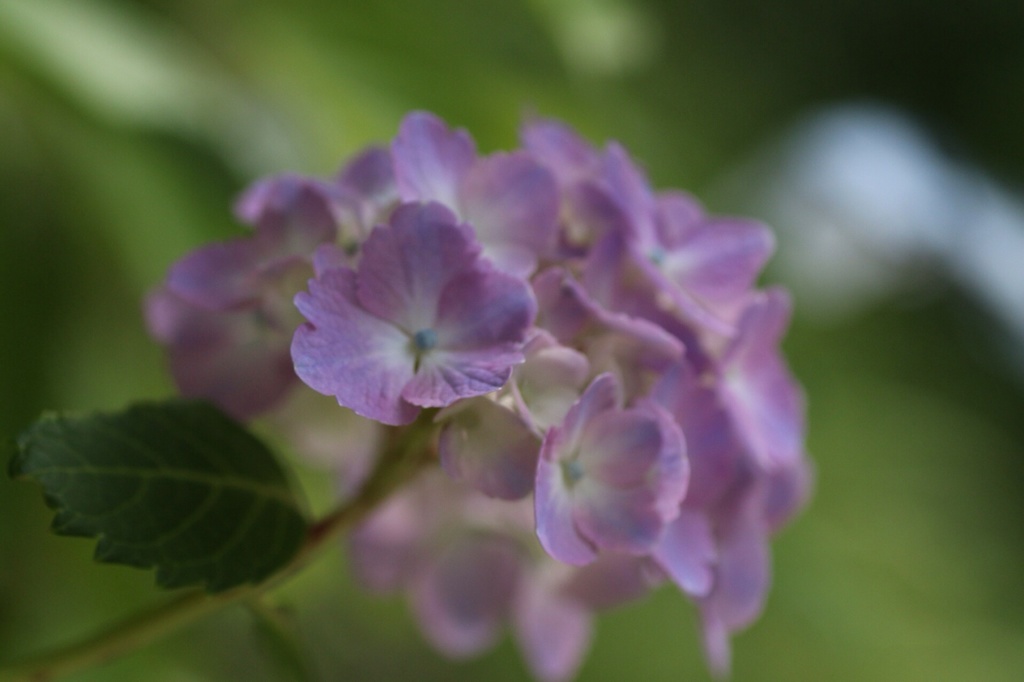 初夏の紫陽花