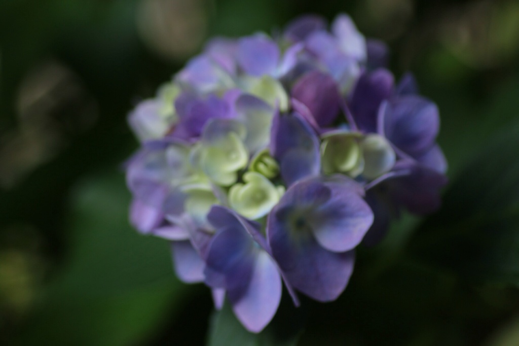 紫陽花いっぱい