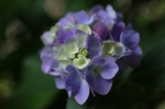 紫陽花いっぱい