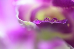 花と水滴