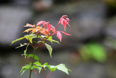 momiji