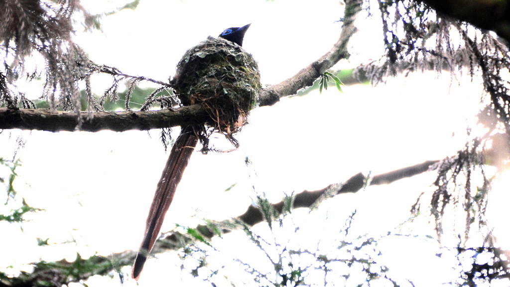 DSC_06jpgサンコウチョウ