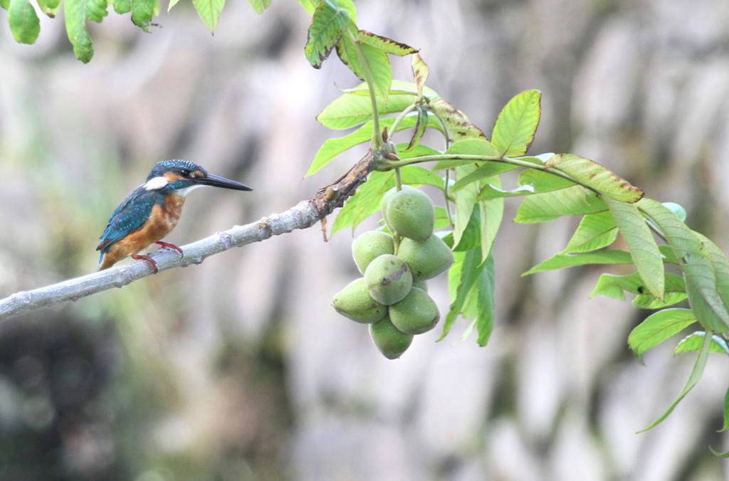  かわせみ　　眺めるだけよ　