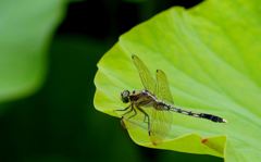 イシカラトンボ