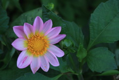 散歩の途中ダリヤを狙う