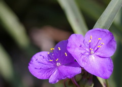 ツユクサをマクロ撮影