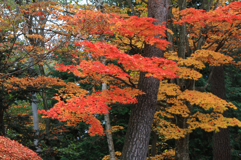 紅葉