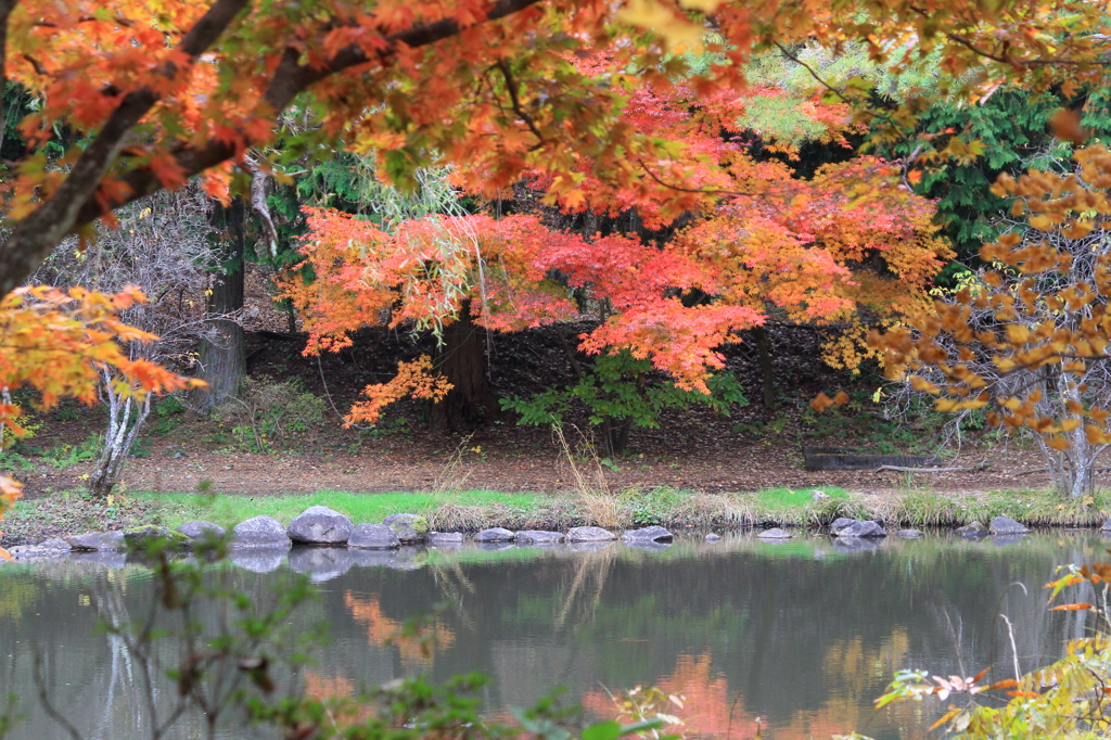 紅葉