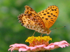 ウラ銀アゲハ２