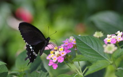 シロスジアゲハ