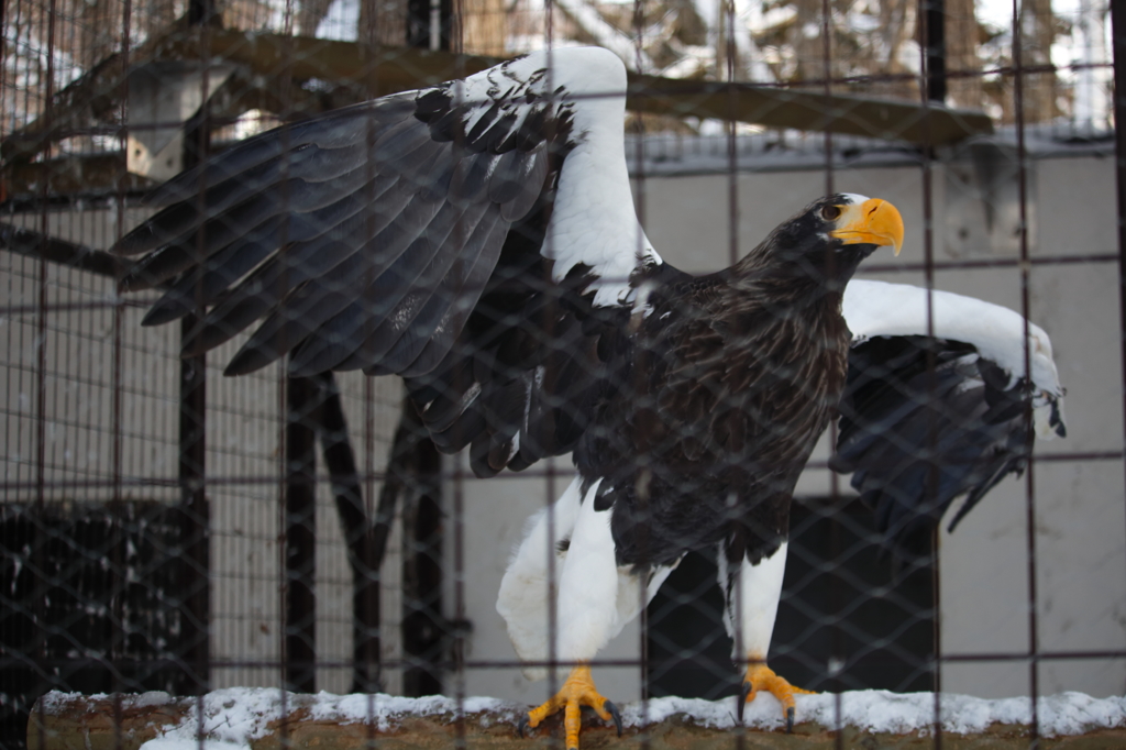 円山動物園１