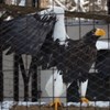 円山動物園１