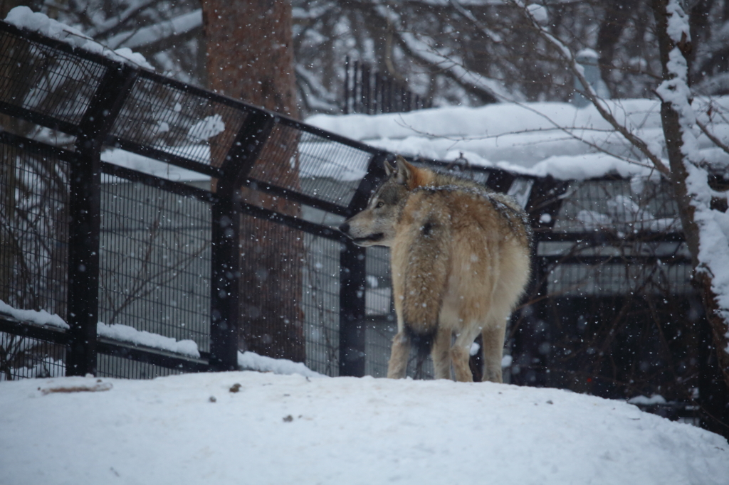 円山動物園２