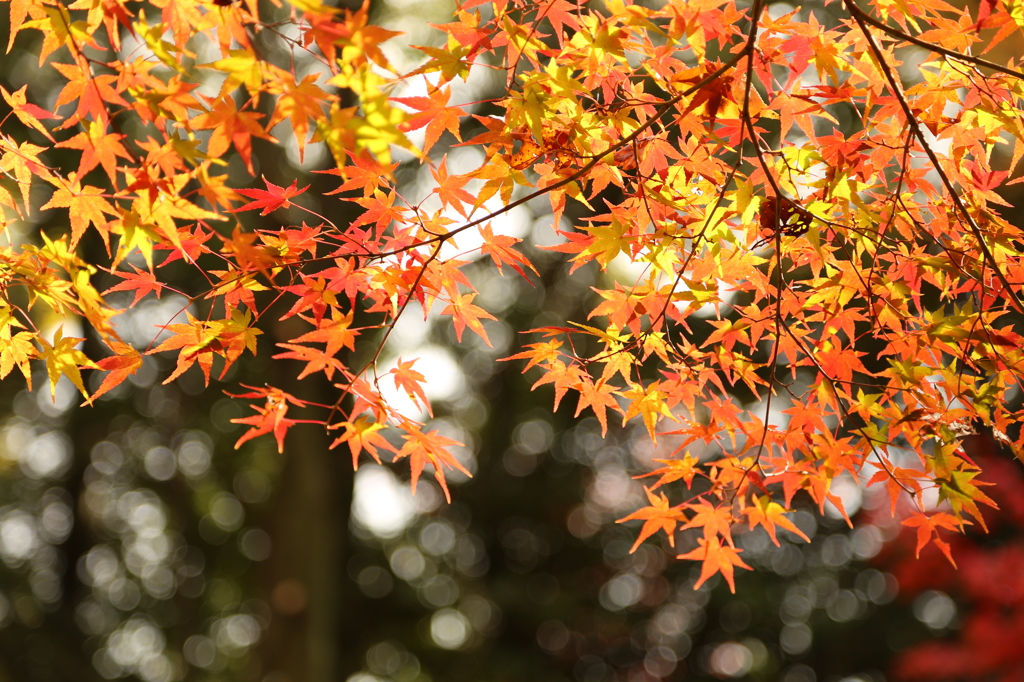 寂光院　紅葉１