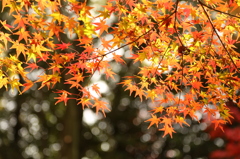 寂光院　紅葉１
