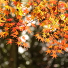 寂光院　紅葉１