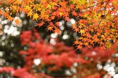 寂光院　紅葉２