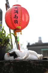 台湾　九份の町と猫