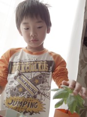 ミニヒマワリ観察中