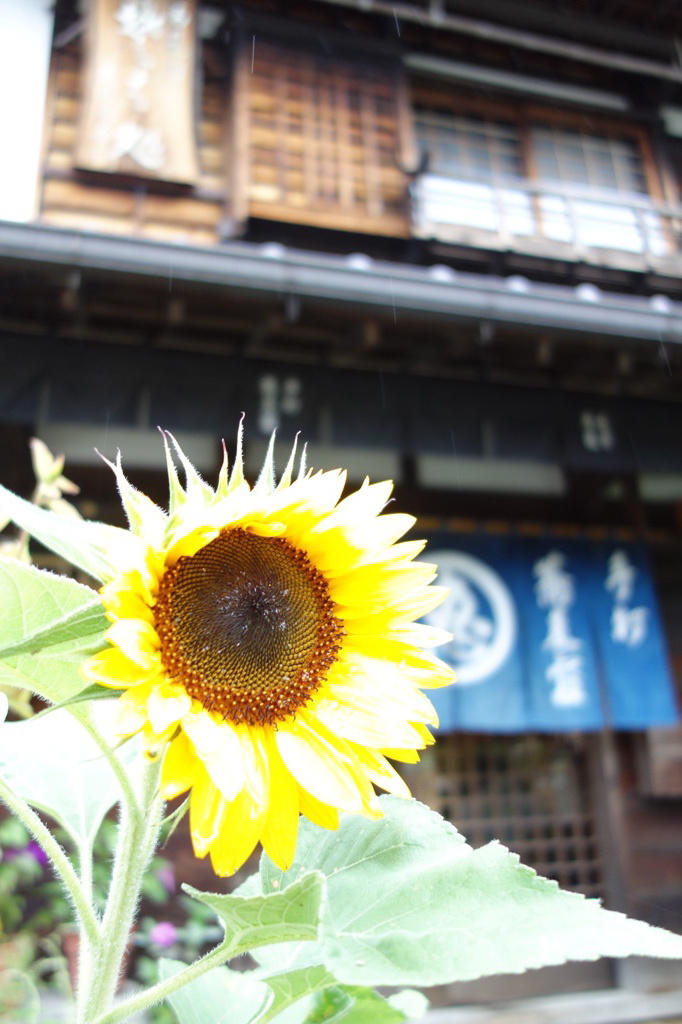 馬籠にサンサンと咲く