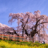 三春滝桜