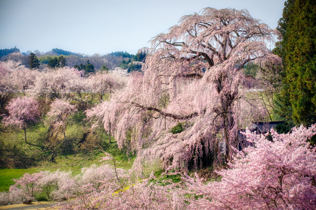 合戦場のしだれ桜 By たったん Id 写真共有サイト Photohito