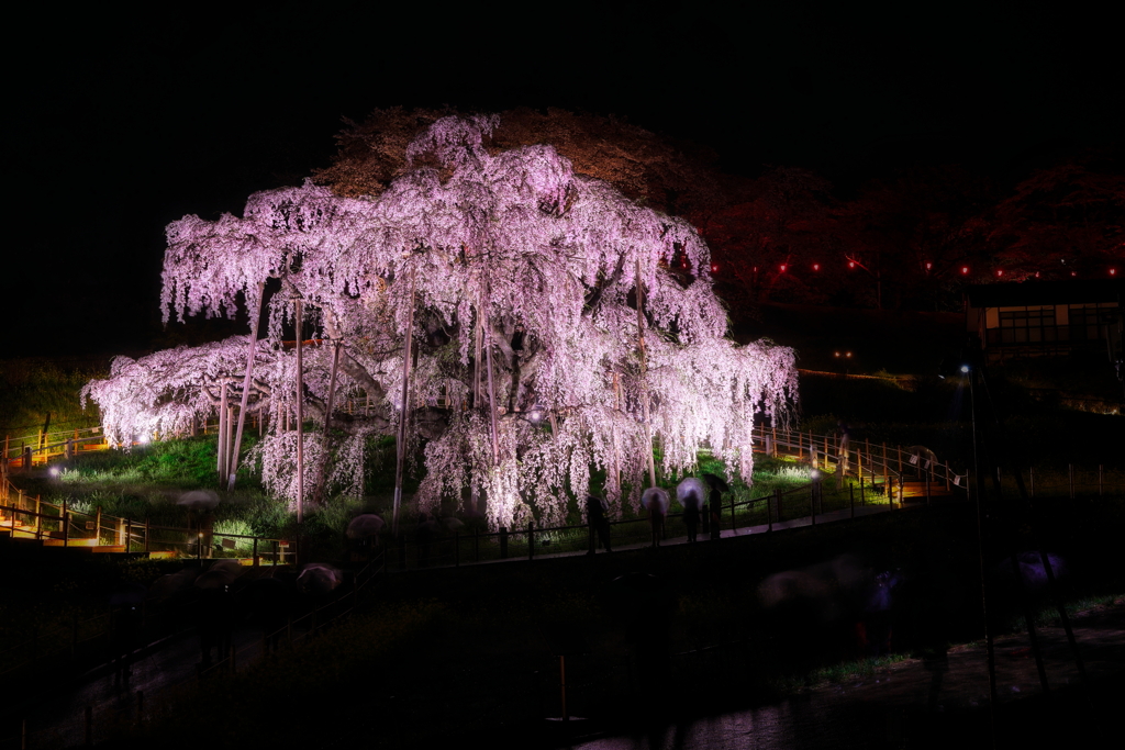 三春滝桜 ライトアップ