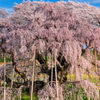 三春滝桜