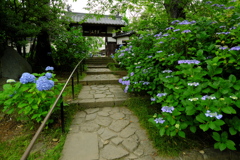 仙台のあじさい寺_2