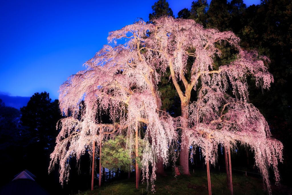 合戦場のしだれ桜 ライトアップ