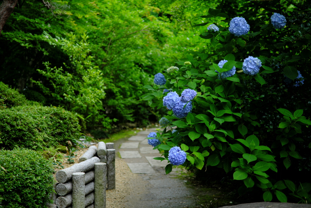 仙台のあじさい寺_1