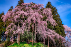 合戦場のしだれ桜