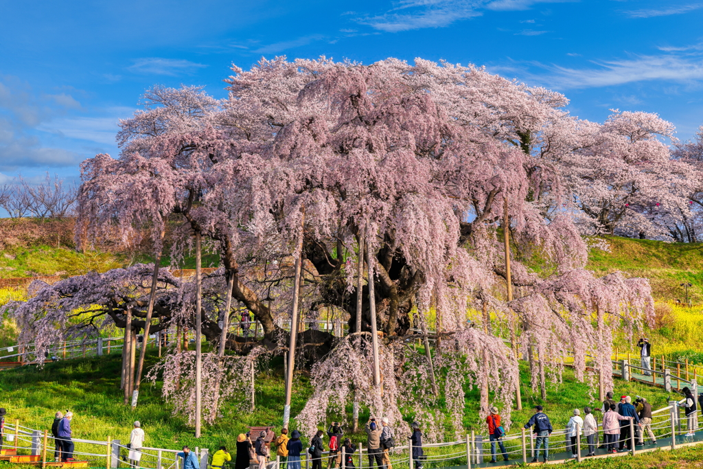 三春滝桜