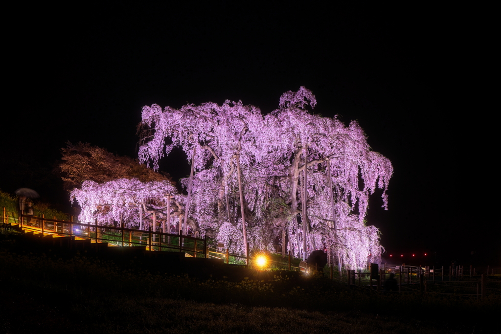 三春滝桜 ライトアップ