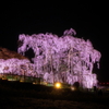 三春滝桜 ライトアップ