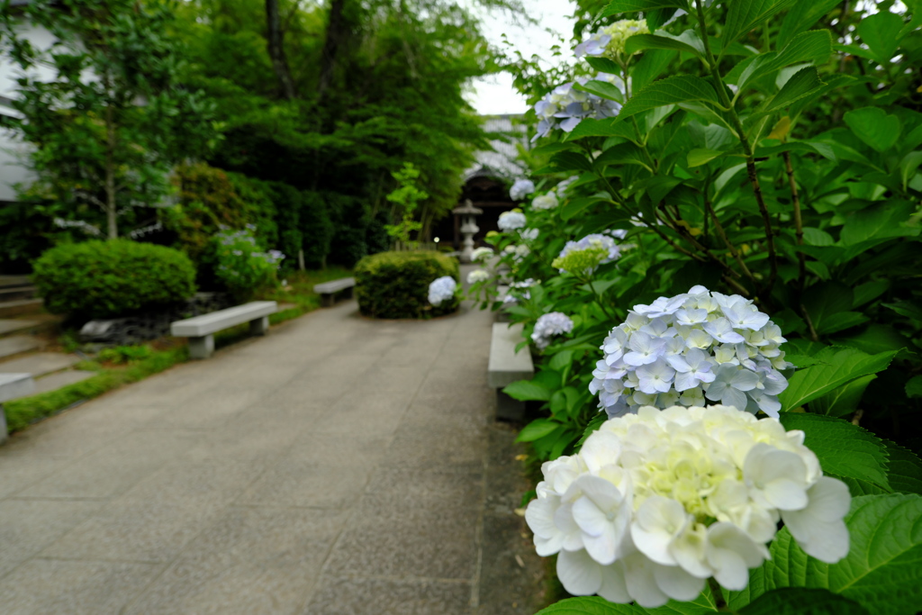 仙台のあじさい寺_3