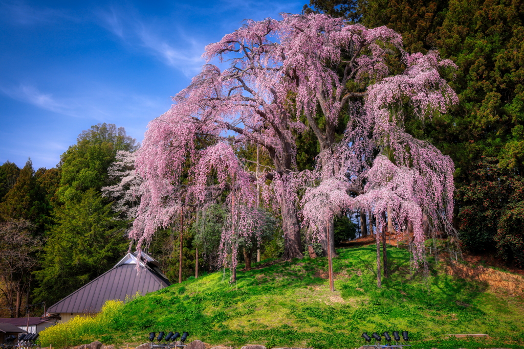 合戦場のしだれ桜