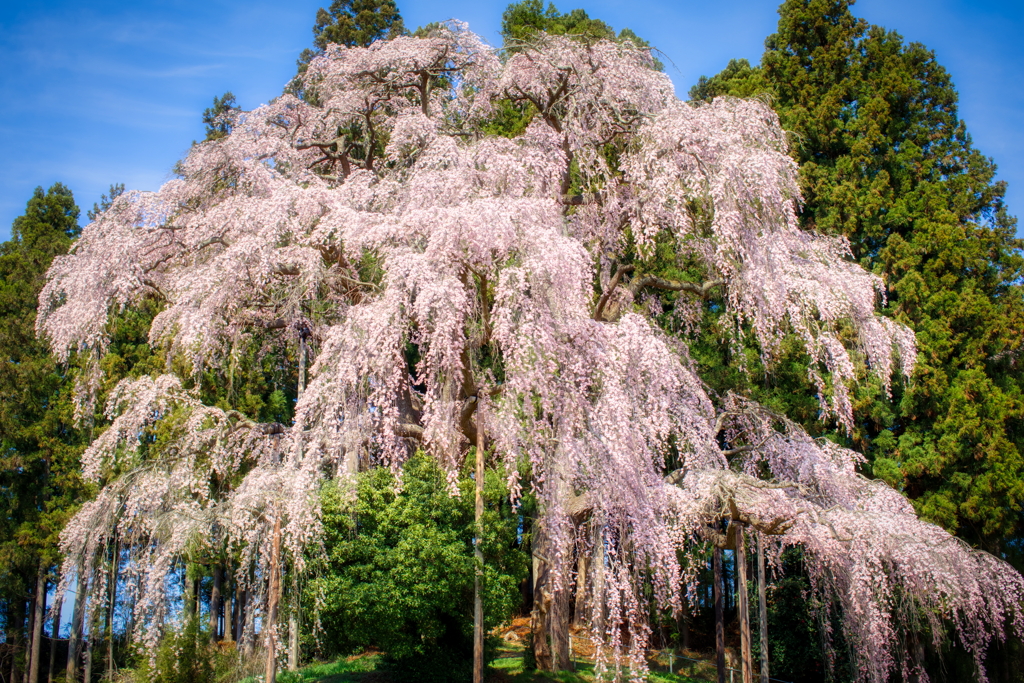 合戦場のしだれ桜
