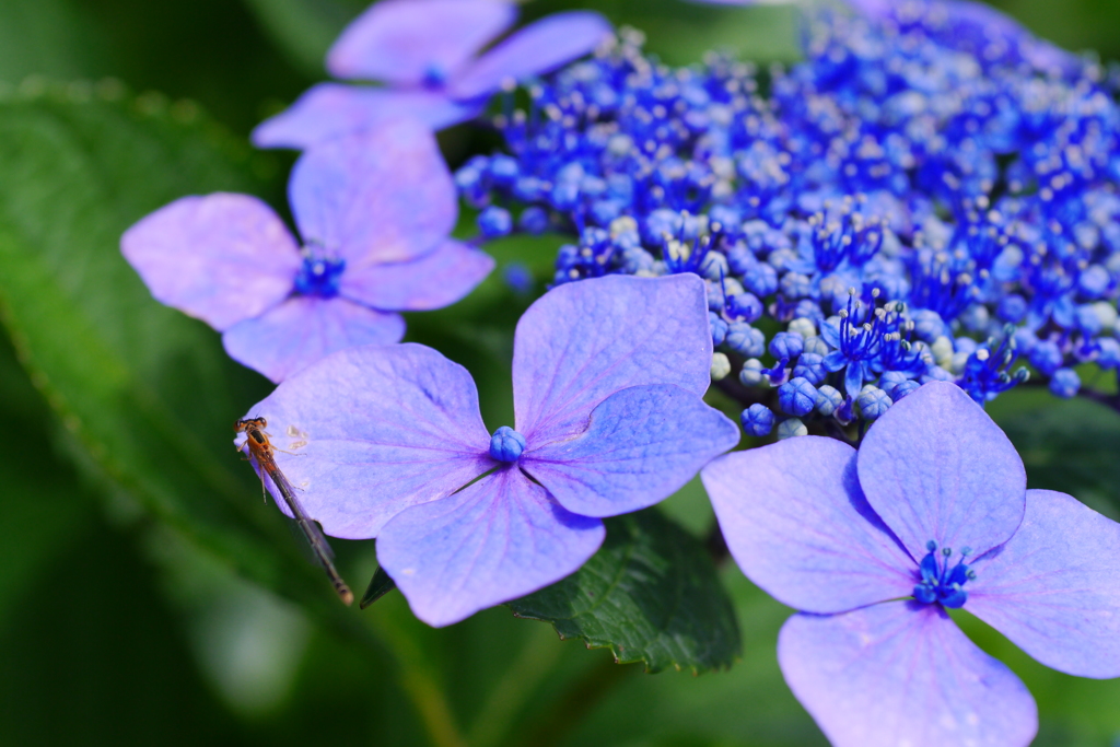 額紫陽花、トンボを添えて