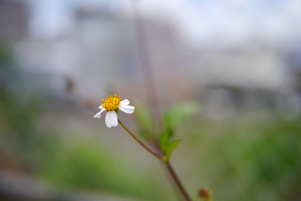 あの日見た花の名前を小生はまだ知らない
