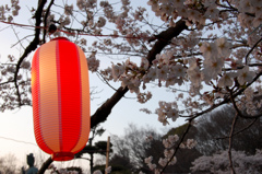 提灯桜