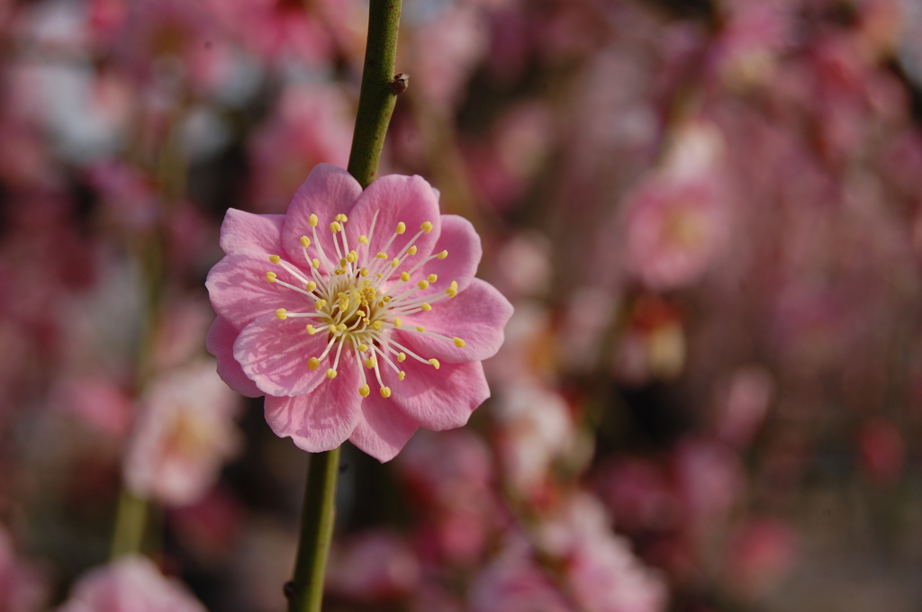 桜色