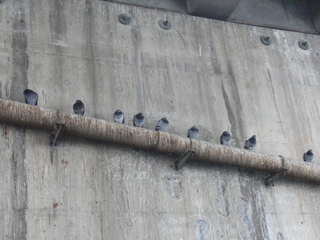 鳩の列