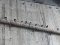 鳩の列